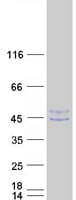 Human PUS1 Protein (Recombinant Myc-DDK (Flag))