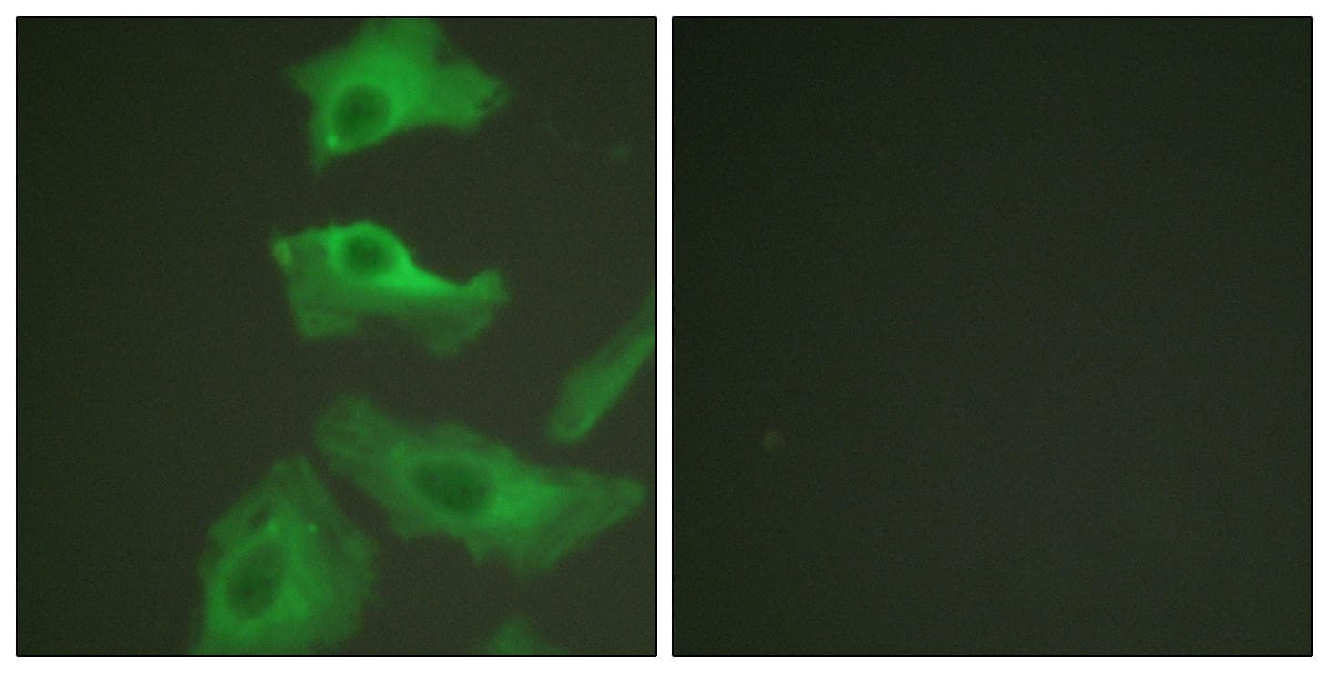 Polyclonal Rabbit anti-Human HSP90AB1 / HSP90 Alpha B1 Antibody (p254, IHC, IF, WB)