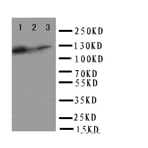 TLR10 Antibody (aa88-102)