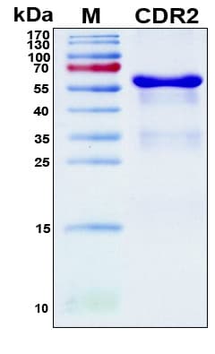Human Yo / CDR2 Protein (Recombinant 6His, N-terminus)