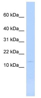 MYL6 Antibody (aa72-121)
