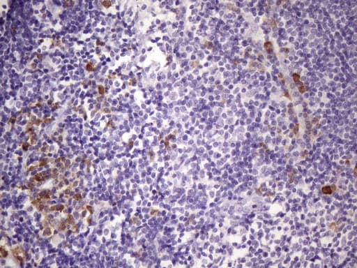 Monoclonal Mouse anti-Human BTG2 Antibody (clone OTI1G3, Carrier-free, IHC, WB)