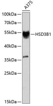 HSD3B1 Antibody