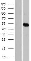 ARID3C Protein (Over-Expression Lysate Myc-DDK (Flag))