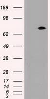 Prominin 2 / PROM2 Antibody (clone OTI6B7)