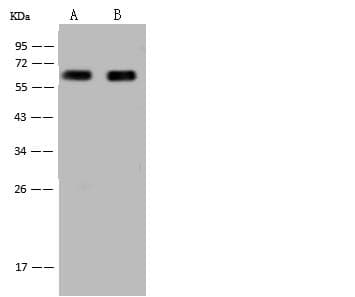HSPD1 / HSP60 Antibody (Preservative Free)