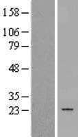 PTGES2 Protein (Over-Expression Lysate Myc-DDK (Flag))