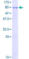 Human DAPK3 / ZIP Kinase Protein (Recombinant GST)
