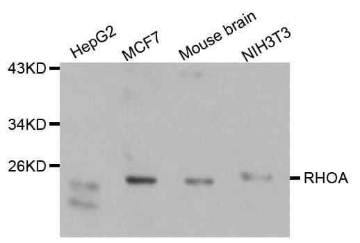 RHOA Antibody