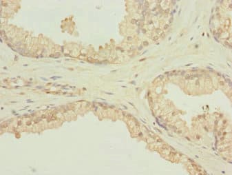 SCAND1 Antibody