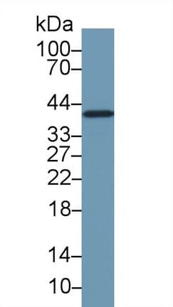 GAPDH Antibody (PE)