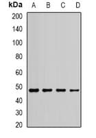 EEF1A1 Antibody