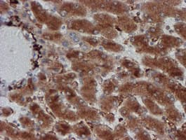 CRYZL1 Antibody (clone OTI2F9)
