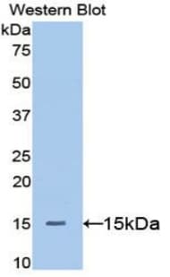 BTC / Betacellulin Antibody (aa32-118, Biotin)