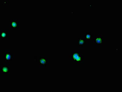 GLT8D1 Antibody