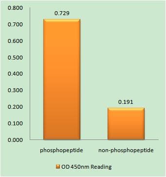 CNOT2 Antibody (phospho-Ser101)