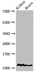 HIST1H4I Antibody