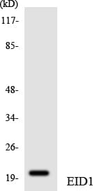 EID1 / EID-1 Antibody (aa43-92)