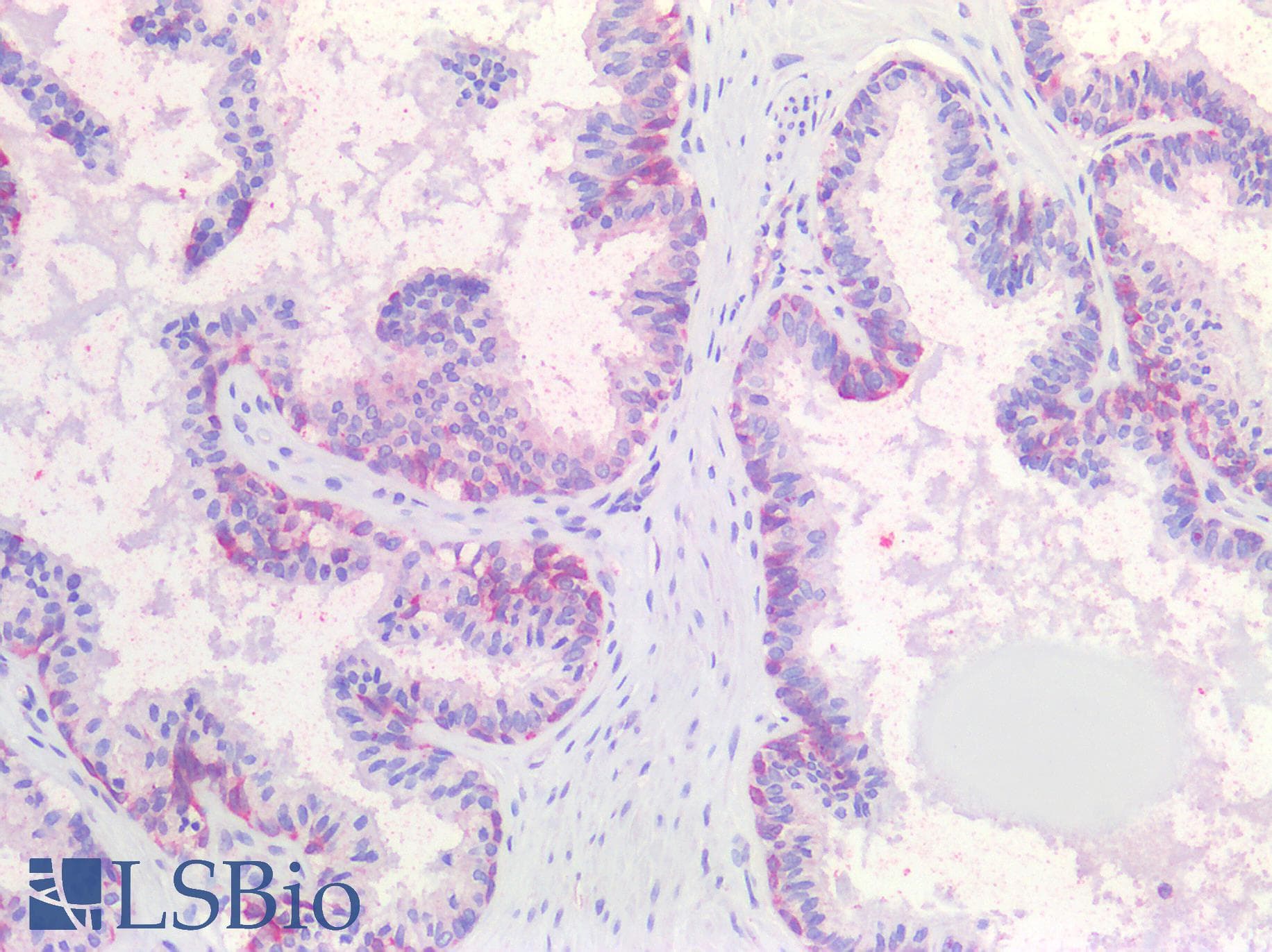 PathPlus™ IGF2 Antibody (aa81-93)