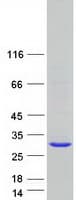 Human HES3 Protein (Recombinant Myc-DDK (Flag))