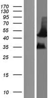 Human MFAP4 Protein (Over-Expression Lysate Myc-DDK (Flag))
