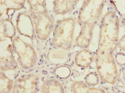 MRPL44 Antibody