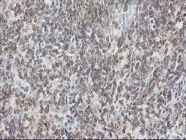 DEF8 Antibody (clone OTI4B6)