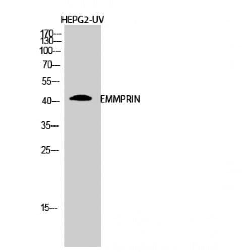 Basigin / Emmprin / CD147 Antibody (310-390 aa, C-terminal)
