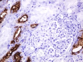 EMA / MUC1 Antibody (clone OTI2F6)