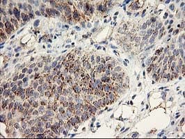 DAND5 Antibody (clone OTI2H3)