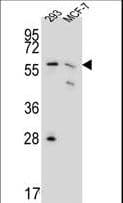 PGD Antibody (aa236-265)