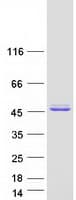 Human ALS2CR1 / NIF3L1 Protein (Recombinant Myc-DDK (Flag))