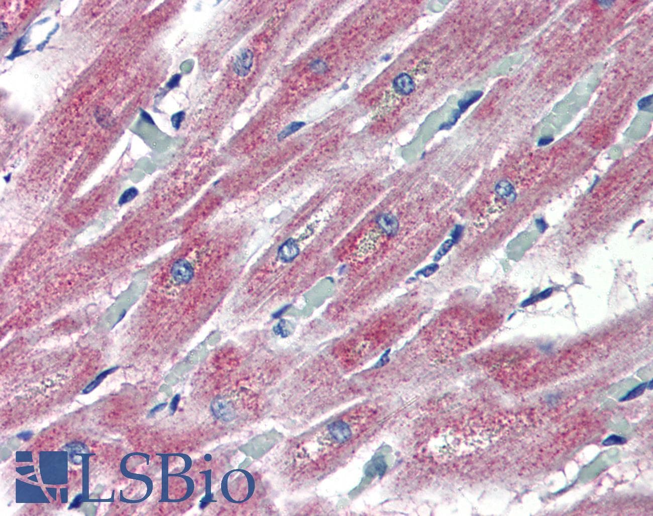 PLEKHH2 Antibody (aa1043-1092)