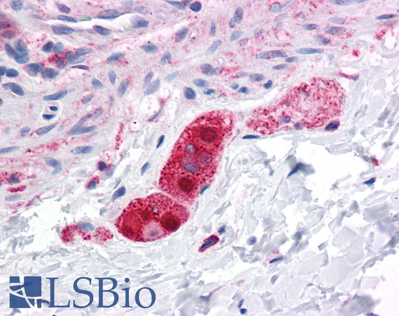 IHC-plus™ FNIP2 Antibody