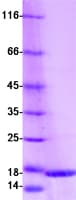 Human S100A16 Protein (Recombinant Myc-DDK (Flag))