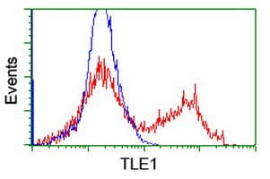 TLE1 / TLE 1 Antibody (clone OTI1D6)