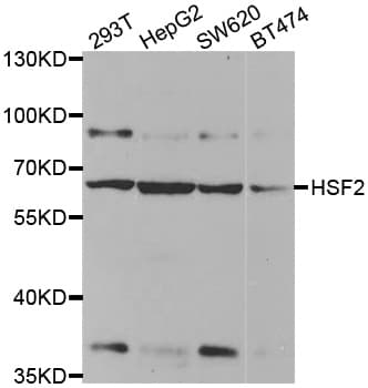 HSF2 Antibody