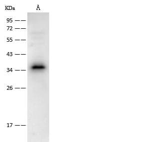 PDCD1 / CD279 / PD-1 Antibody