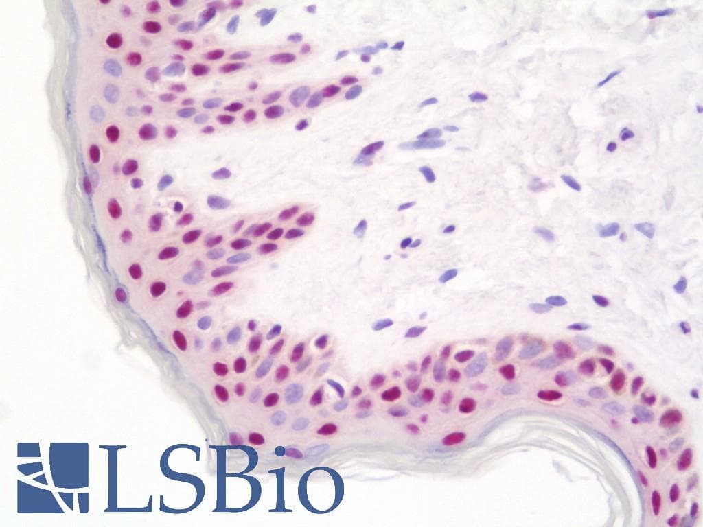 IHC-plus™ BTF / BCLAF1 Antibody (aa150-200)