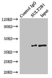 SULT2B1 / Sulfotransferase 2B1 Antibody (aa1-365)