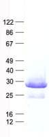 Human QTRT1 Protein (Recombinant His, N-Terminal)