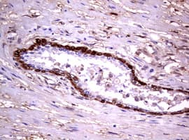 GSTP1 / GST Pi Antibody (clone OTI4B6, Carrier-free)