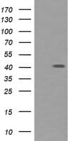 Monoclonal Mouse anti-Human PARVA Antibody (clone OTI3H2, IHC, WB)