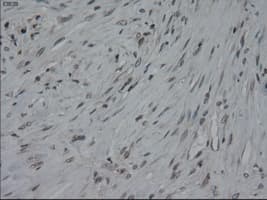 IL3 Antibody (clone OTI3B11)