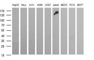 CD163 Antibody (clone 3B4, Carrier-free)