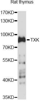 TXK / RLK Antibody