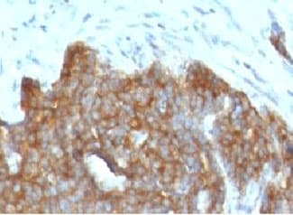 TFF1 / pS2 Antibody (C-Terminus, clone BCEIP1)