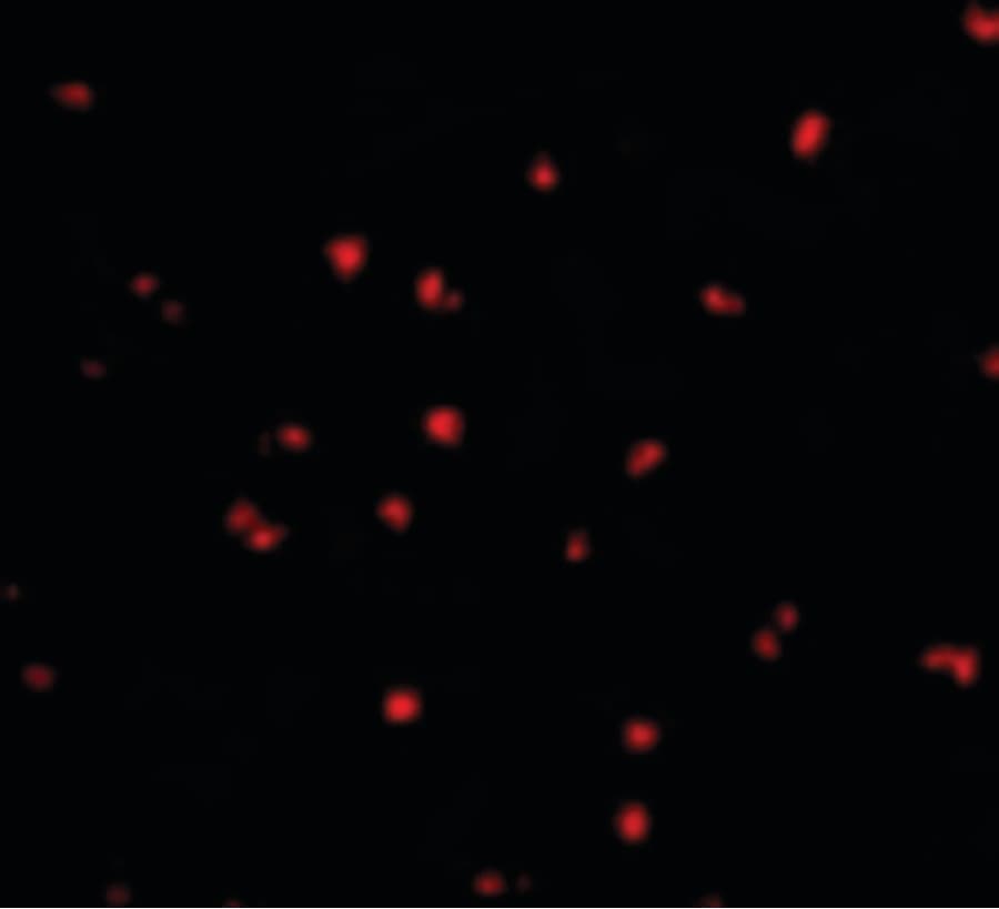 IHC-plus™ NOD2 / CARD15 Antibody