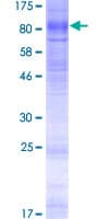 Human PIGZ Protein (Recombinant GST)