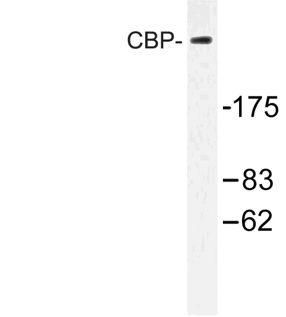 CREBBP / CREB Binding Protein Antibody (Glu1528)